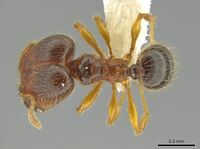 Pheidole brownampla CASENT0636682 d.jpg