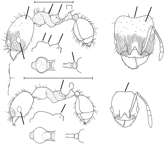 File:Pheidole mackayi Wilson 2003.jpg