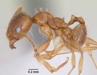 Pheidole spadonia casent0104753 profile 1.jpg