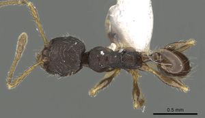 Pheidole tenebricosa casent0901658 d 1 high.jpg