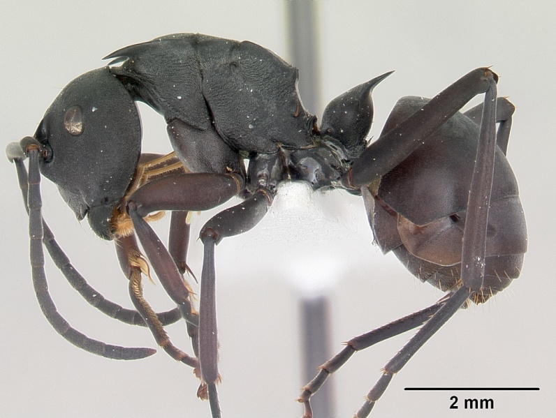 File:Polyrhachis brendelli casent0103173 profile 1.jpg