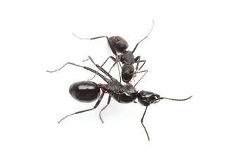 Polyrhachis lamellidens queen with Camponotus japonicus worker, Taku Shimada (2).jpg