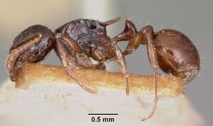 Tetramorium marginatum casent0101288 profile 1.jpg