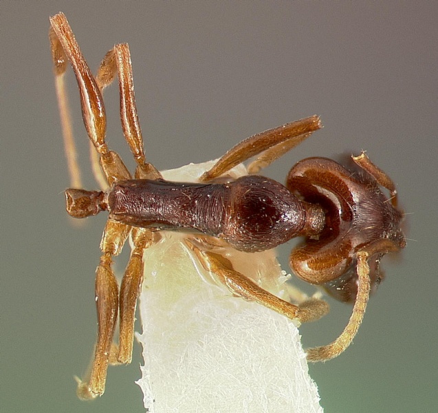 File:Anochetus bequaerti casent0003146 dorsal 1.jpg