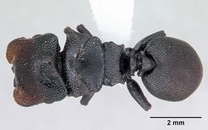 Cephalotes bruchi casent0173667 dorsal 1.jpg