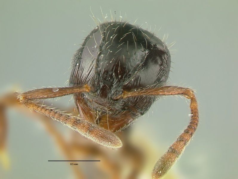 File:Lordomyrma nigra hef.jpg