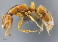 MCZ ENT Hypoponera opaciceps hal 6.jpg