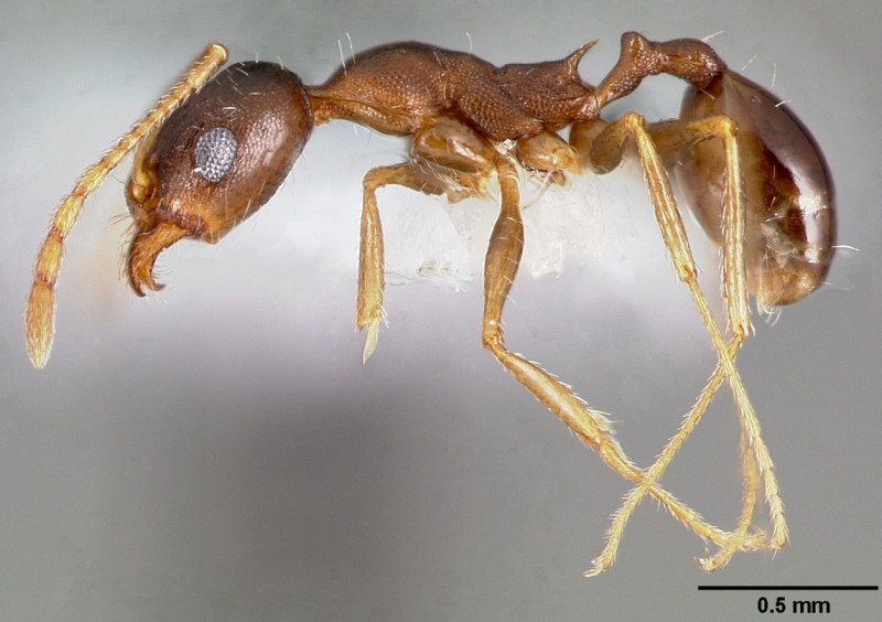 File:Pheidole clydei casent0005746 profile 1.jpg