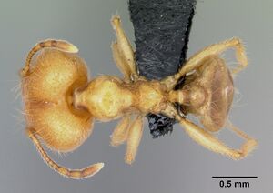 Pheidole pallidula casent0080860 dorsal 1.jpg