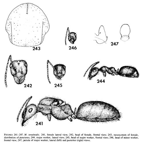 Myrmecocystus tenuinodis - AntWiki
