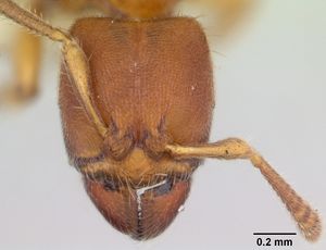 Typhlomyrmex rogenhoferi casent0173390 head 1.jpg