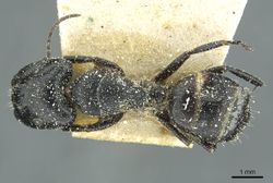 Camponotus furvus casent0911653 d 1 high.jpg