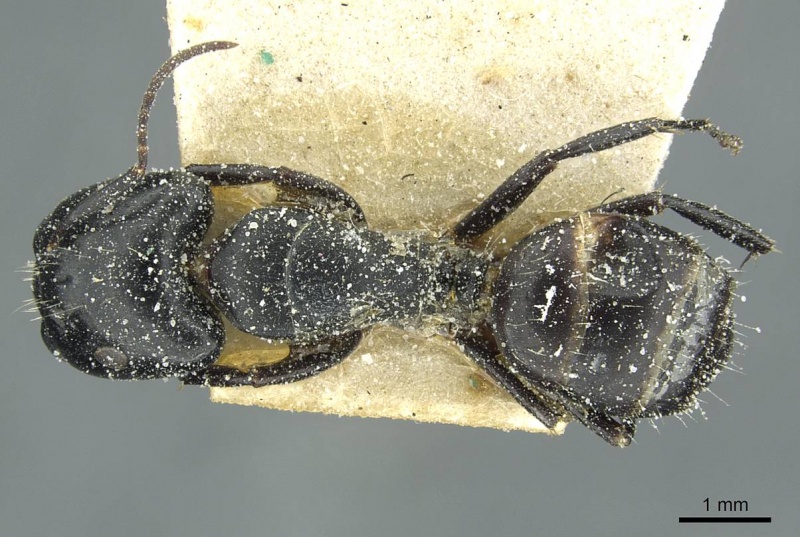 File:Camponotus furvus casent0911653 d 1 high.jpg
