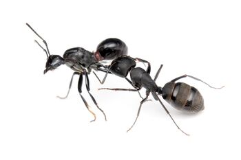 Camponotus japonicus worker attacking Polyrhachis lamellidens queen, Taku Shimada (1).jpg