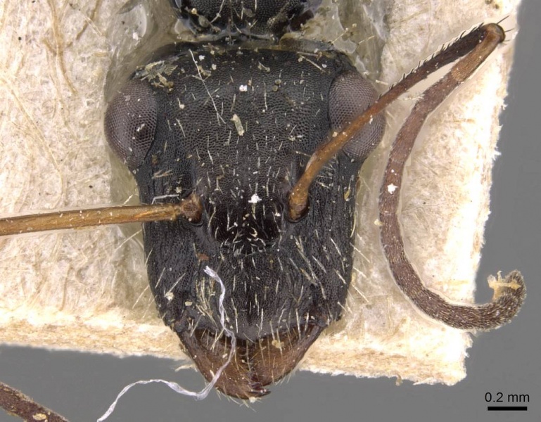 File:Camponotus obtritus casent0905534 h 1 high.jpg