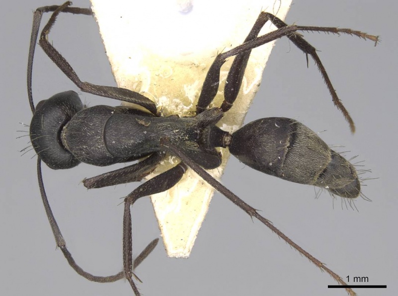 File:Camponotus rufoglaucus casent0906957 d 1 high.jpg