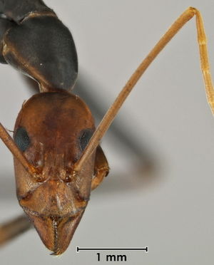 Leptomyrmex wiburdi ANIC32-062482 head 20-Antwiki.jpg