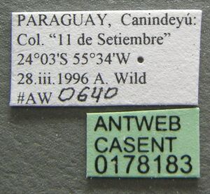 Pachycondyla harpax casent0178183 label 1.jpg