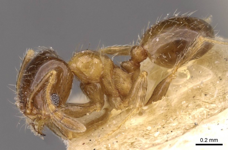 File:Pheidole bahai casent0909175 p 1 high.jpg