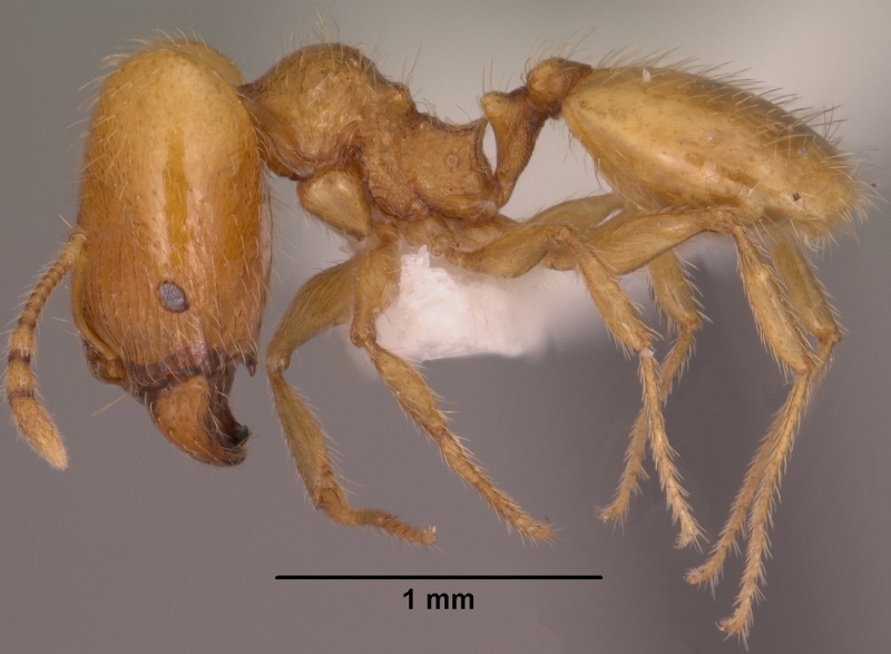 File:Pheidole furtiva casent0102876 profile 1.jpg