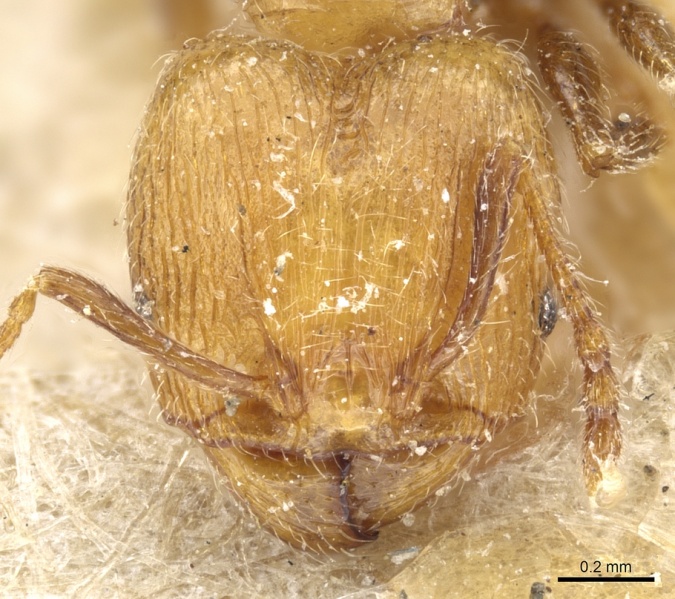 File:Pheidole subreticulata casent0904401 h 1 high.jpg