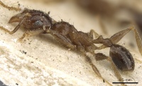 Pheidole xocensis casent0901292 p 1 high.jpg