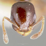 Temnothorax whitfordi casent0005934 head 1.jpg