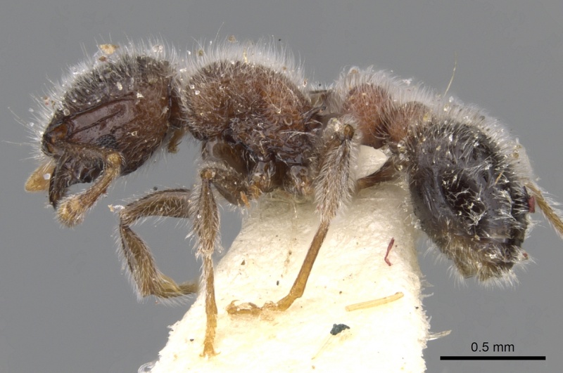 File:Tetramorium osiris casent0901144 p 1 high.jpg