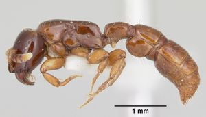 Acanthostichus texanus casent0105578 profile 1.jpg