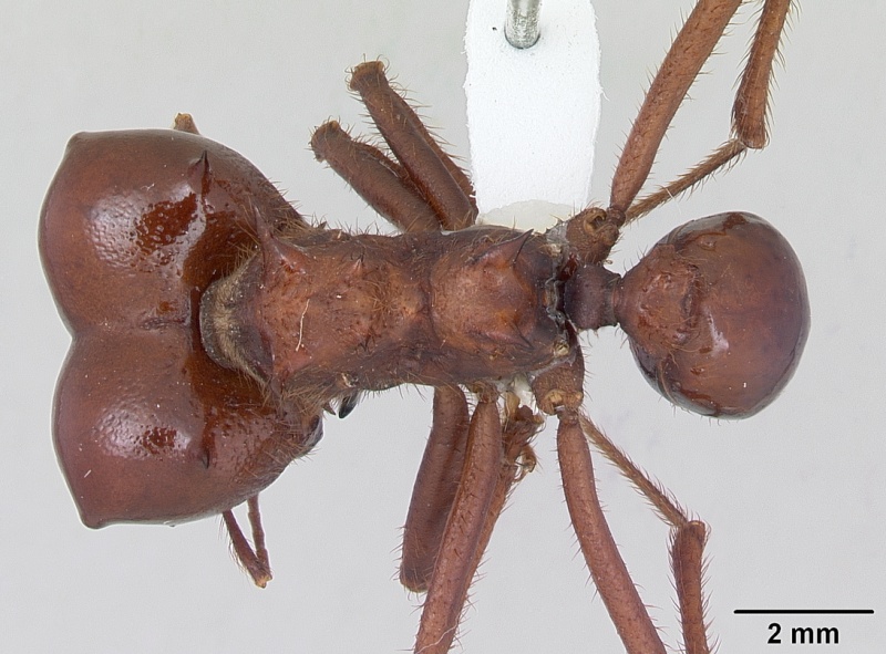 File:Atta vollenweideri casent0173818 dorsal 1.jpg