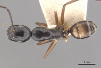 Camponotus klaesii casent0910578 d 1 high.jpg