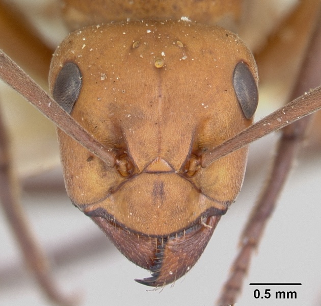 File:Formica integra casent0103370 head 1.jpg