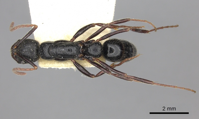 File:Leptogenys foveopunctata casent0260380 d 2 high.jpg