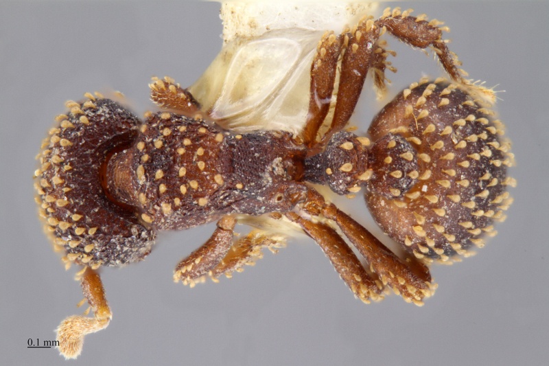 File:MCZ-ENT00516180 Calyptomyrmex kaurus had.jpg