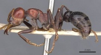 Myrmecia froggatti casent0907074 p 1 high.jpg