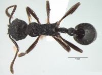 Myrmica adrijae D casent1008036.jpg