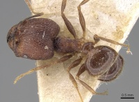 Pheidole constanciae casent0281675 d 1 high.jpg