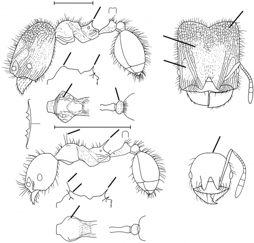 Pheidole gangamon Wilson 2003.jpg