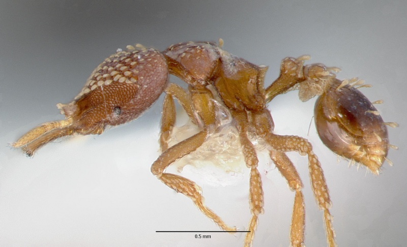 File:Strumigenys ultromalyx casent0005658 profile 1.jpg