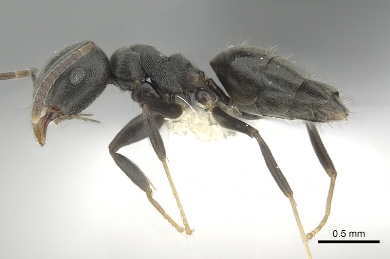 File:Technomyrmex brunneus casent0249777 p 1 high.jpg