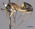 Camponotus consobrinus casent0280194 p 1 high.jpg