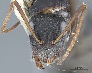 Camponotus rusticus casent0914428 h 1 high.jpg