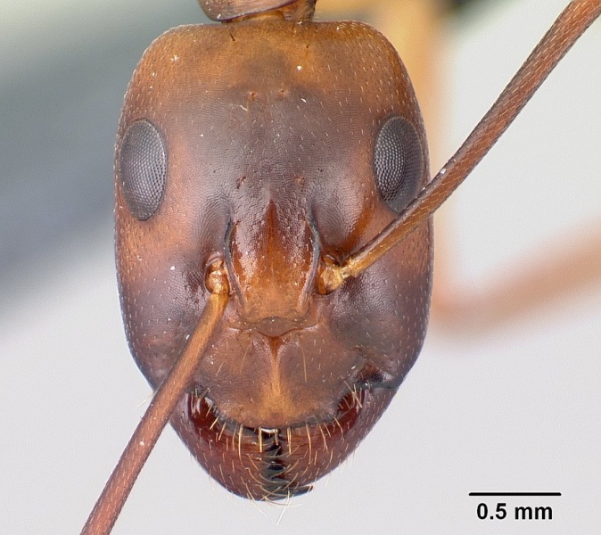 File:Camponotus sanctus casent0179882 h 1 high.jpg