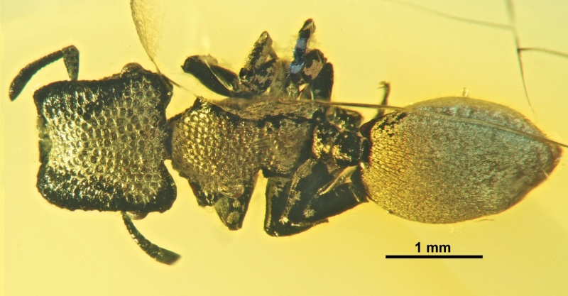 File:Cephalotes serratus D smnsdo5694.jpg