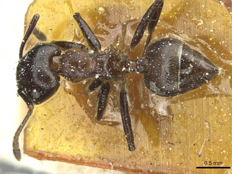 File:Crematogaster africana casent0912623 d 1 high.jpg