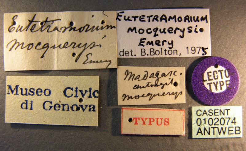 File:Eutetramorium mocquerysi casent0102074 label 1.jpg