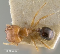 MCZ-ENT00030775 Pheidole philemon had.jpg