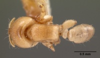 Melissotarsus beccarii casent0102042 dorsal 1.jpg