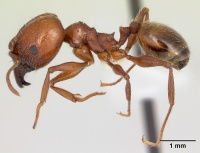 Pheidole bergi casent0178008 profile 1.jpg