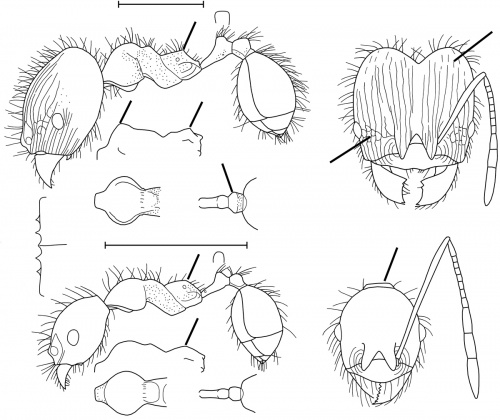 Pheidole demeter Wilson 2003.jpg